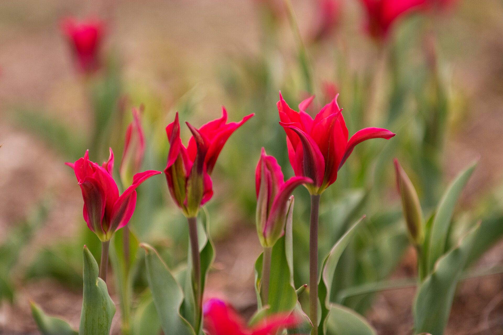 Tulipa viridiflora 'Virichic'